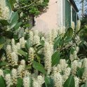 Prunus laurocerasus 'Otto Luyken' fleur